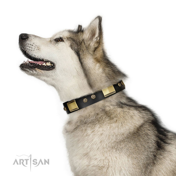 Malamute dog collar for sale