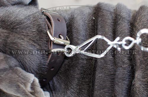 Neapolitan Mastiff Collar UK