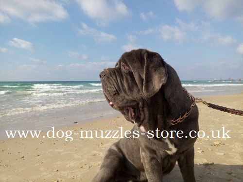 neapolitan mastiff pinch collar buy