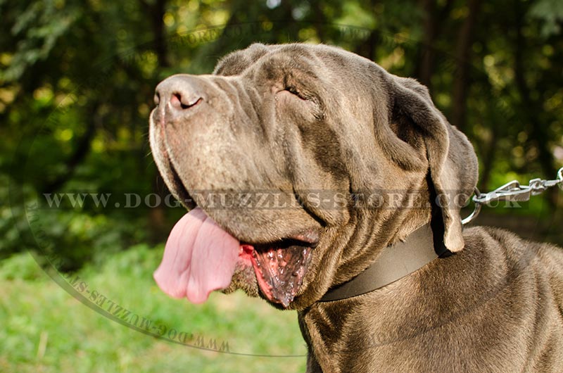 Neapolitan mastiff collars deals