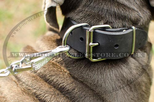 Wide Dog Collar for Neapolitan Mastiff