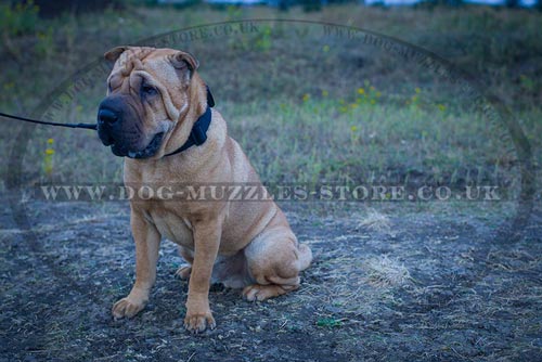 Shar Pei Collar for Sale UK