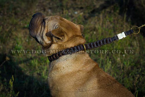 Shar Pei Training Dog Collar Choker