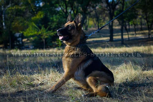 Leather dog collar with spikes