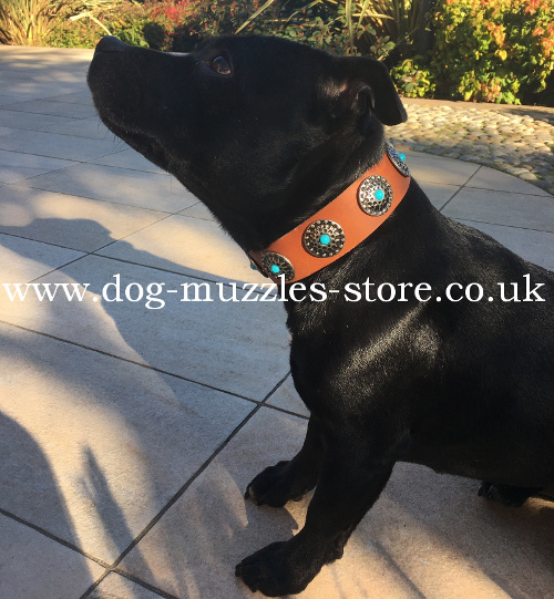 Leather dog collar for sale