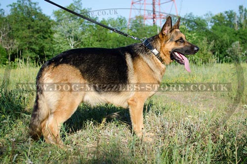 German Shepherd Collars UK