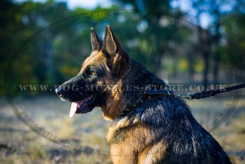 Leather dog collar with spikes