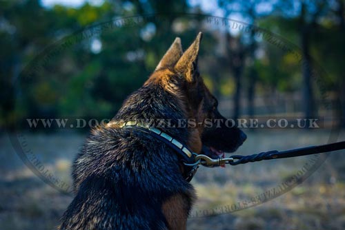 Leather dog collar with spikes