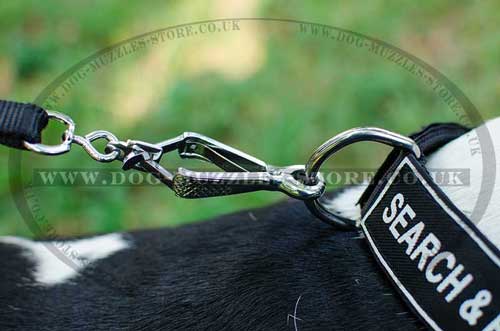Nylon Dog Collar for Amstaff Training