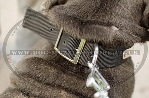 Nylon Dog Collar with ID