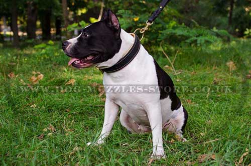 Padded dog collar for American Staffordshire Terrier