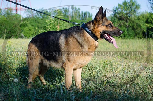 Leather Dog Collar with Personalized Name Plate