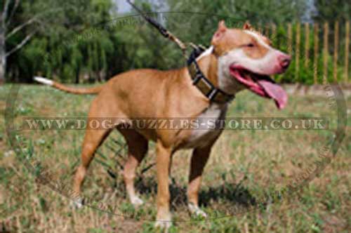 Pit Bull Terrier collar