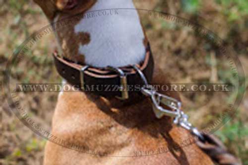 Pit Bull Terrier Collar