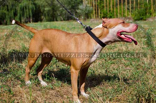 Pit Bull Terrier Leather Dog Collar