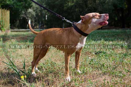 Pit Bull Terrier Collar