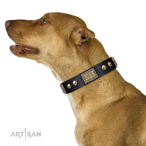 pitbull dog collar for sale