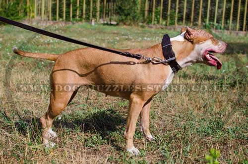 Studded Pitbull Dog Collar