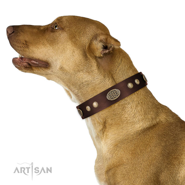 pitbull dog collar for sale