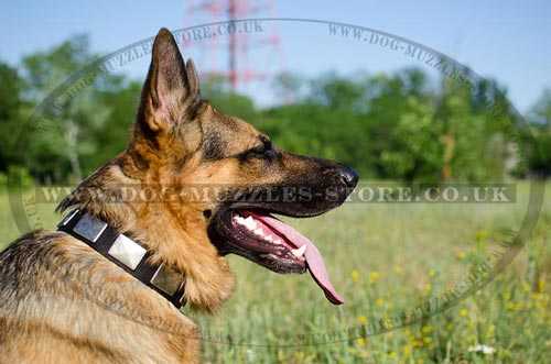 Strong Dog Collars with Buckle