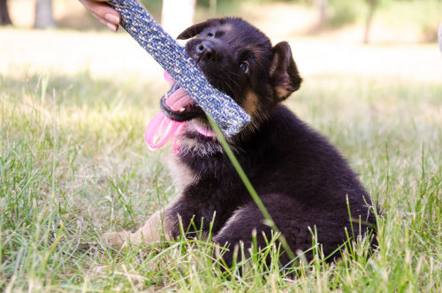 puppy training biting