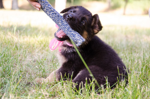 puppy training toy