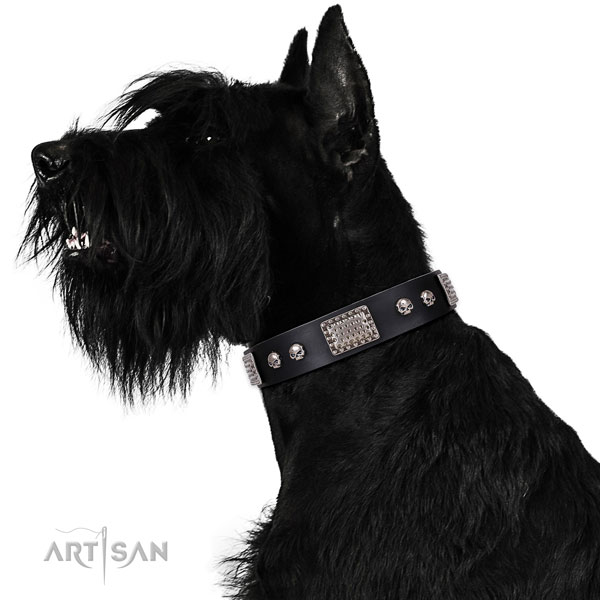 riesenschnauzer Dog collar for sale