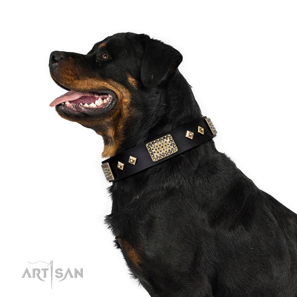 Rottweiler dog collar for sale