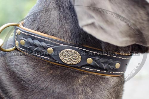 Luxury Dog Collar for Neapolitan Mastiff