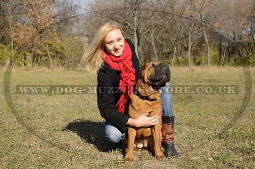 Fancy Dog Collars for Shar Pei Dogs