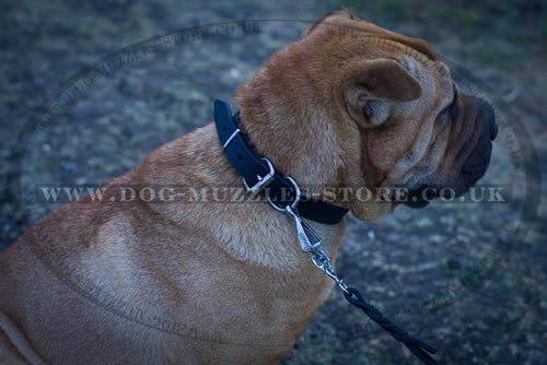 Buckle Dog Collar for Shar Pei Dogs