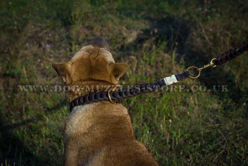 Slip Dog Collar Chain for Shar Pei