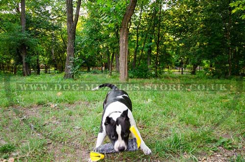 best tug toys for dogs