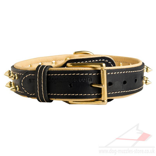 Soft Padded Leather Dog Collar