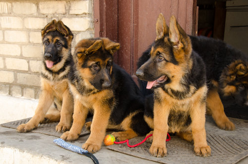 German Shepherd toy