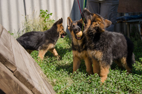 German Shepherd toy