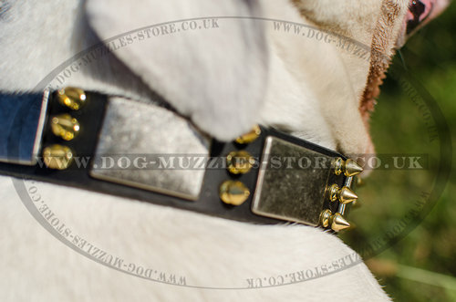 special dog collar UK