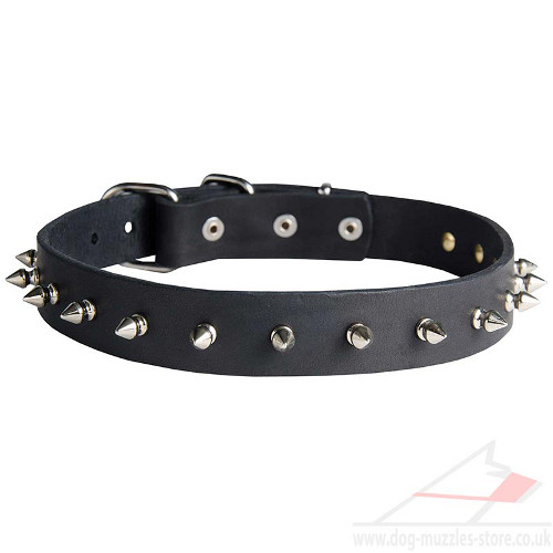 spiked dog collar