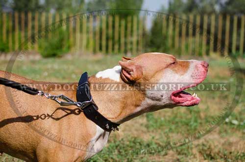 spiked dog collar