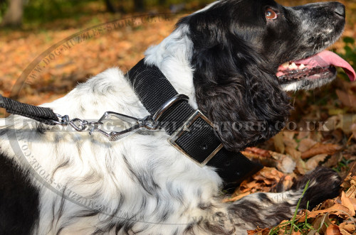 Spaniel Dog Collars