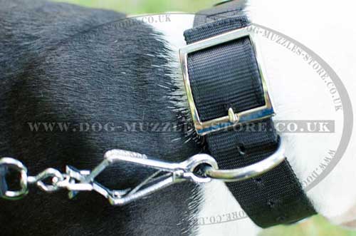 Staffie Collar with Strong Buckle