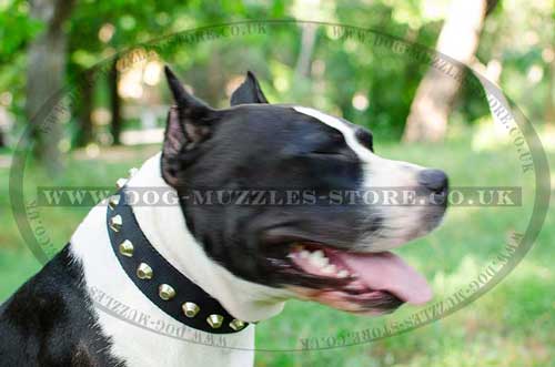 Staffordshire Bull Terrier Collar