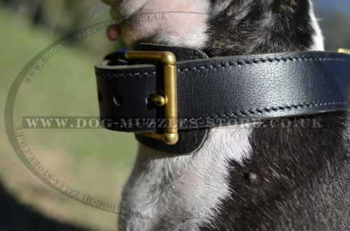 Strong Buckle Dog Collar for Bull Terrier