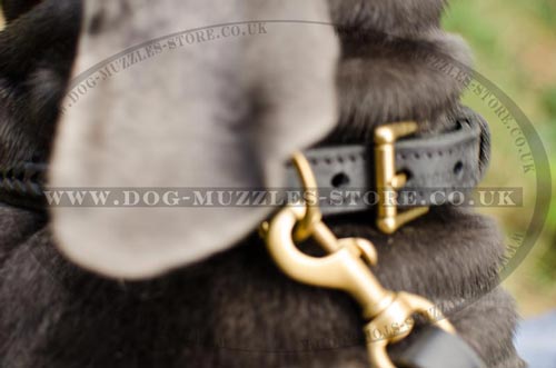 Strong Dog Collar with Buckle