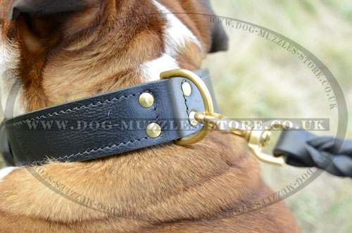 English Bulldog Collars UK