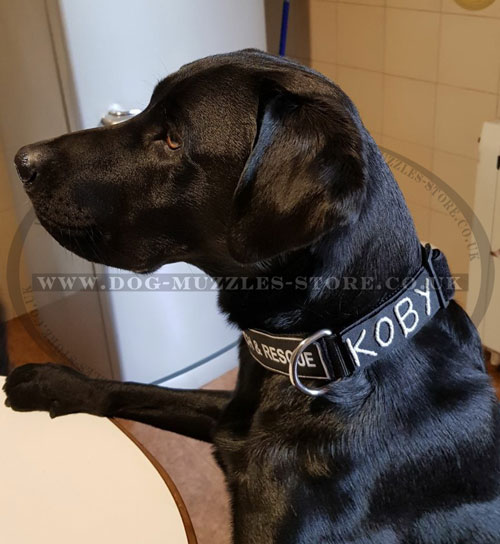 Nylon Dog Collar for Training