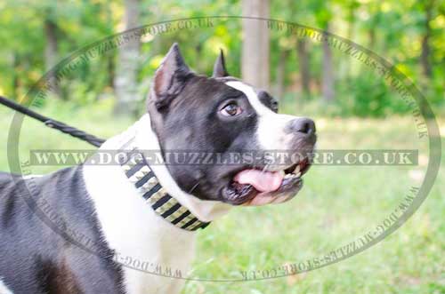 Amstaff collar