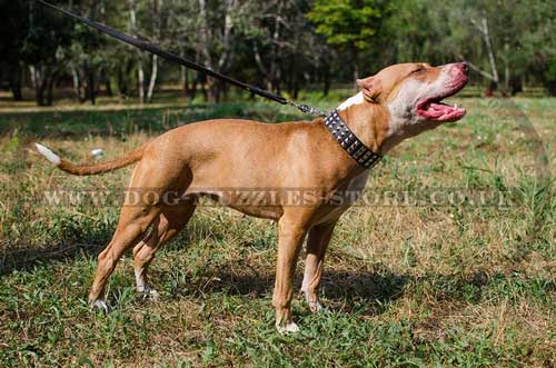 Studded Dog Collar for Pit Bull Terrier