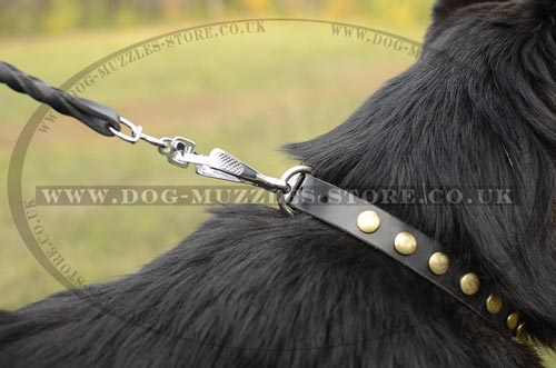 studded dog collar