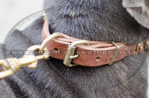 Studded Leather Dog Collar